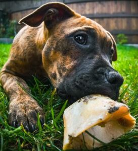 Dog Chew Treats That Last