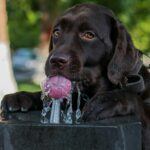 Why Does Dog Drink So Much Water?