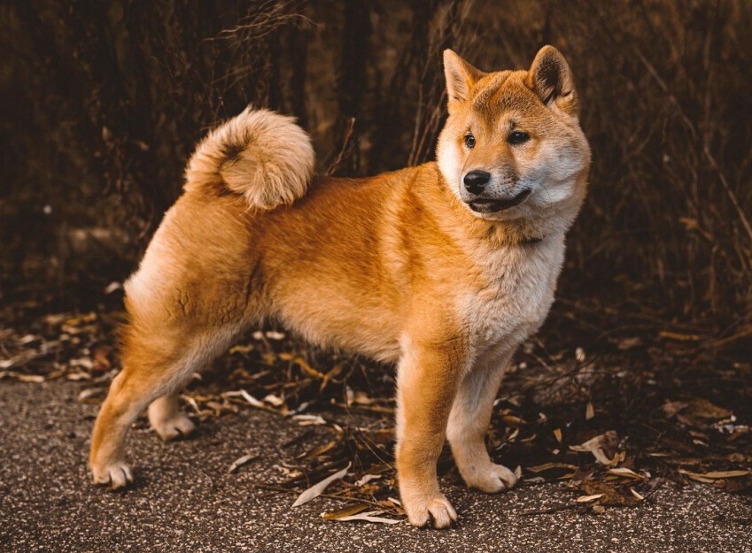 Dog