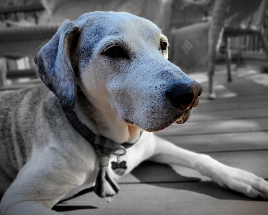 Dog