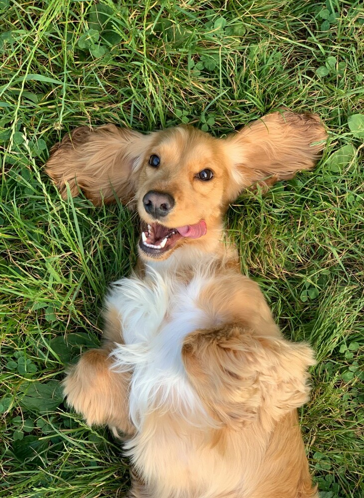 Dog