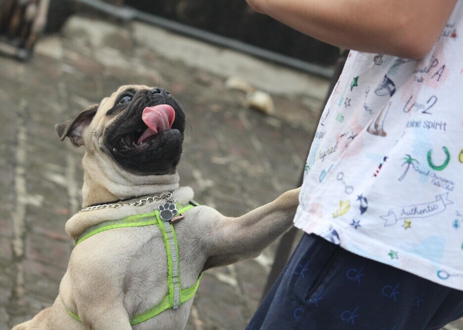 Dog