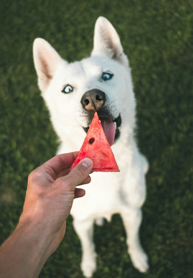 Dog eating