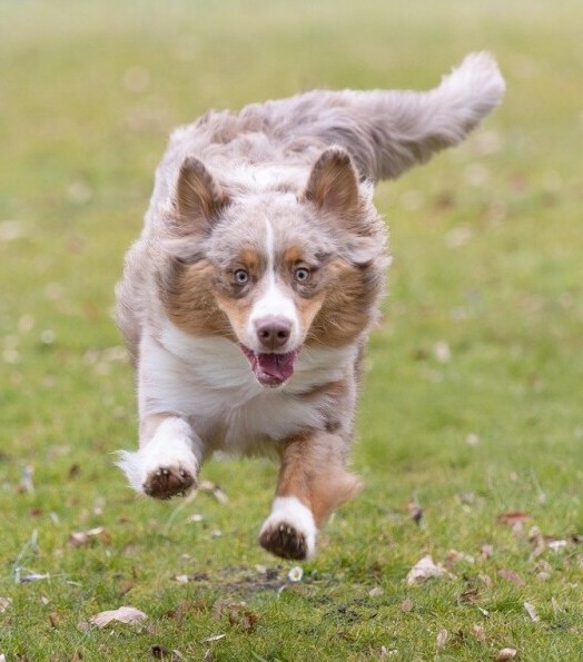 Dog running