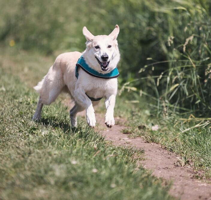 Dog running