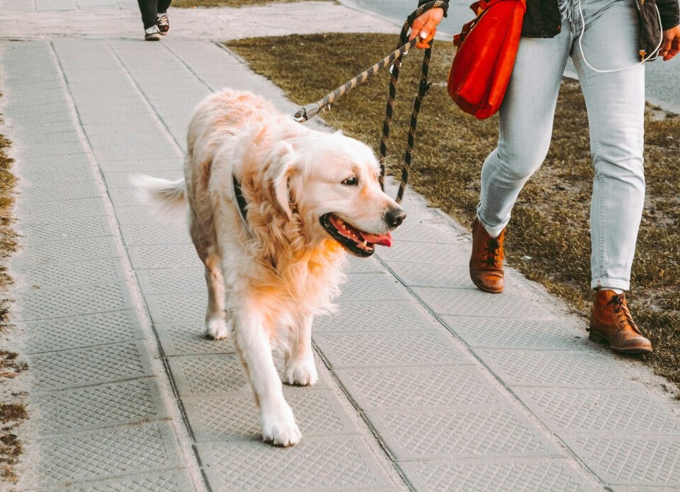Dog walking 