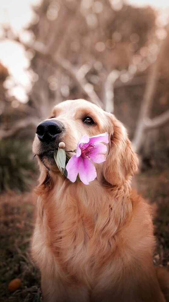 Dog with flower 