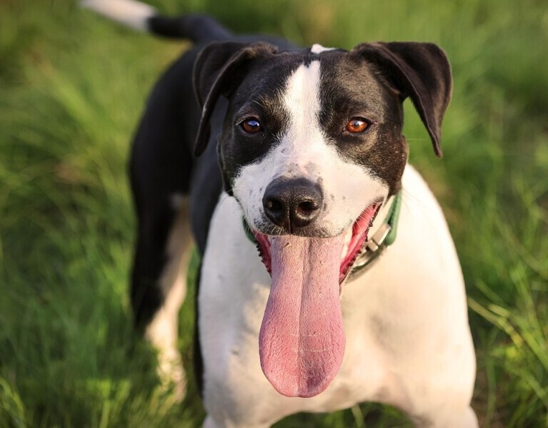 Healthy dog 