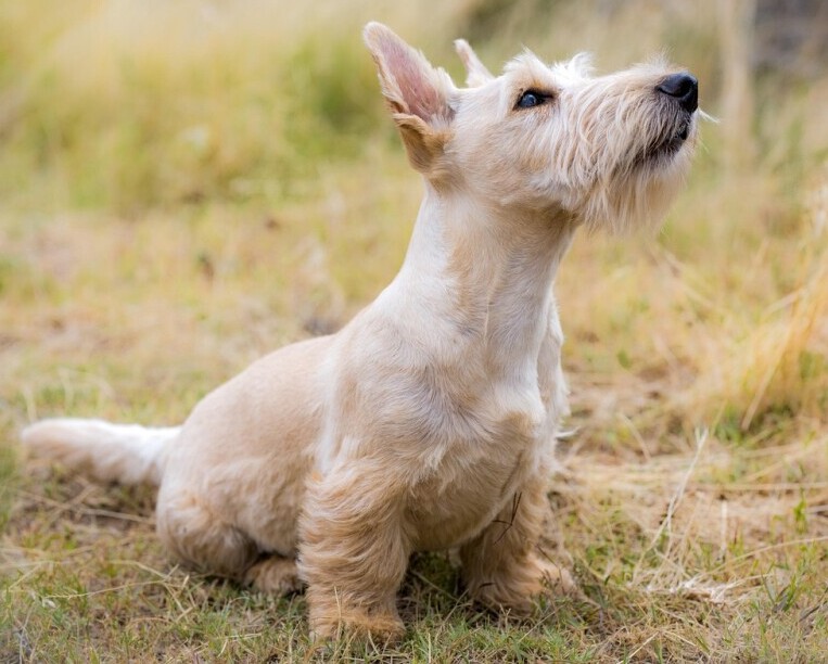 Old dog 
