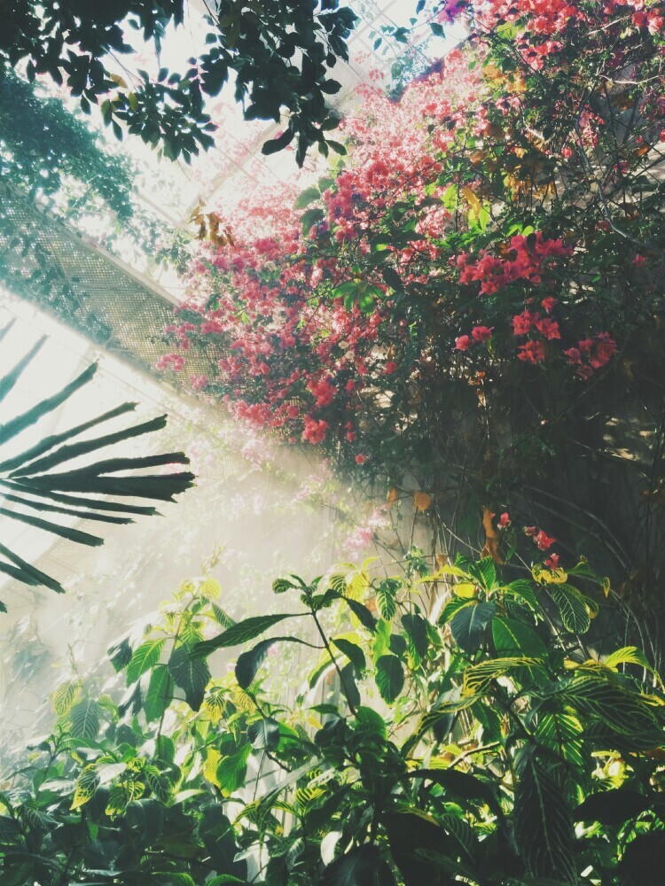 Plant