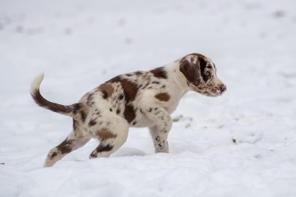 Puppy 