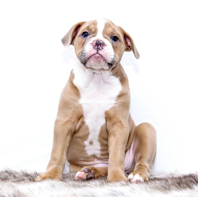 Puppy 