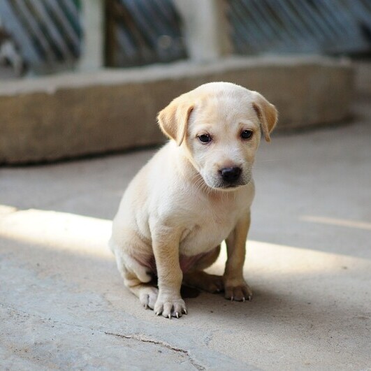Puppy 