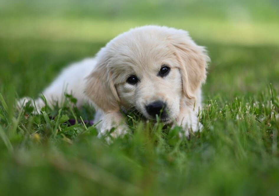 Puppy 