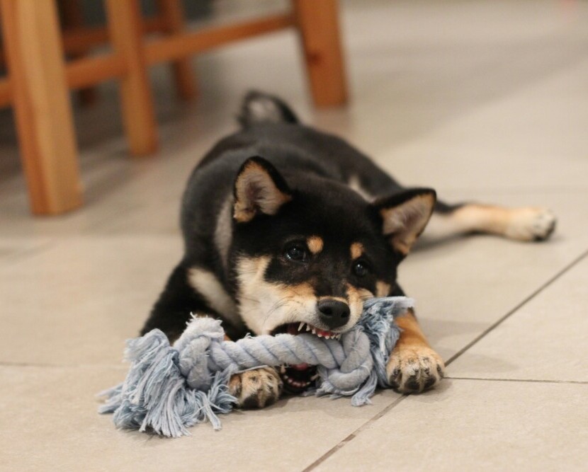 Puppy chewing 