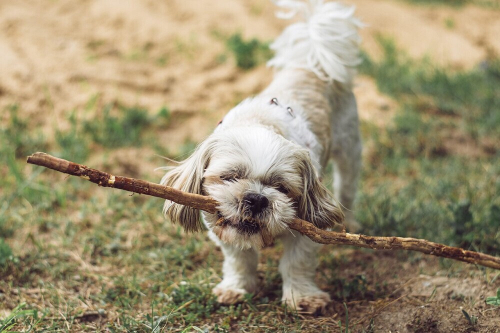Puppy chewing 