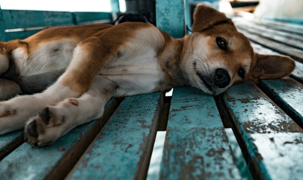 Sick dog 