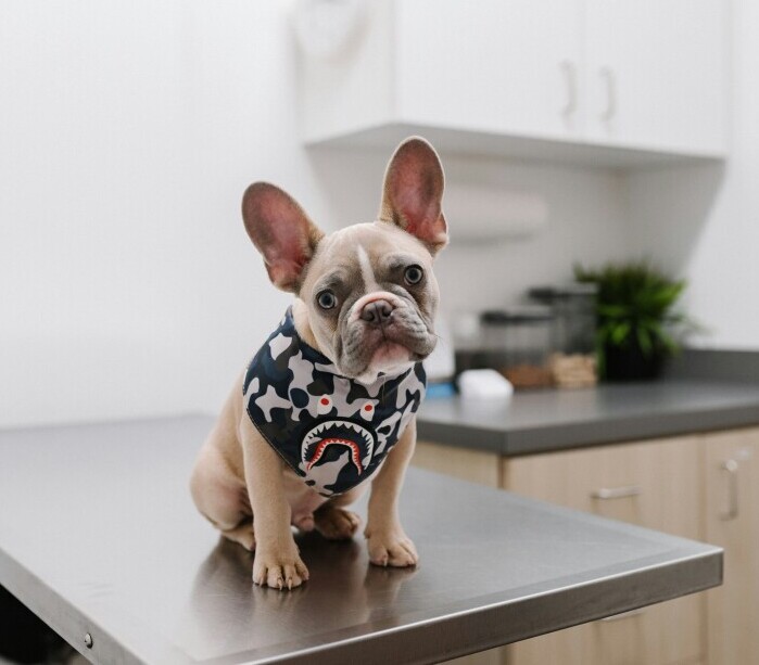 Veterinarian 
