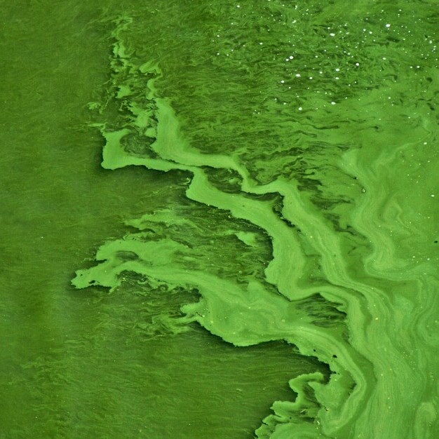 Algae