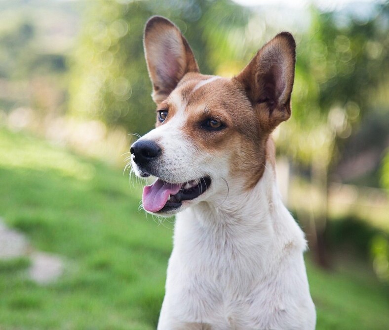 Dog