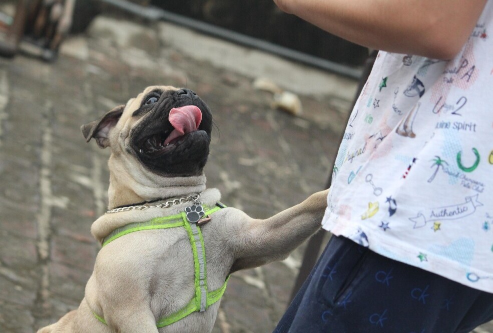 Dog 