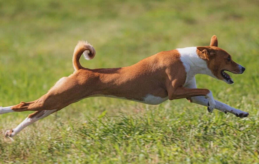Dog
