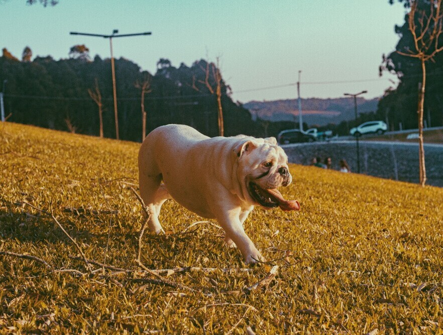 Dog
