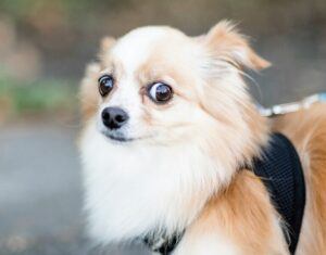 Best Calming Aids For Anxious Dogs
