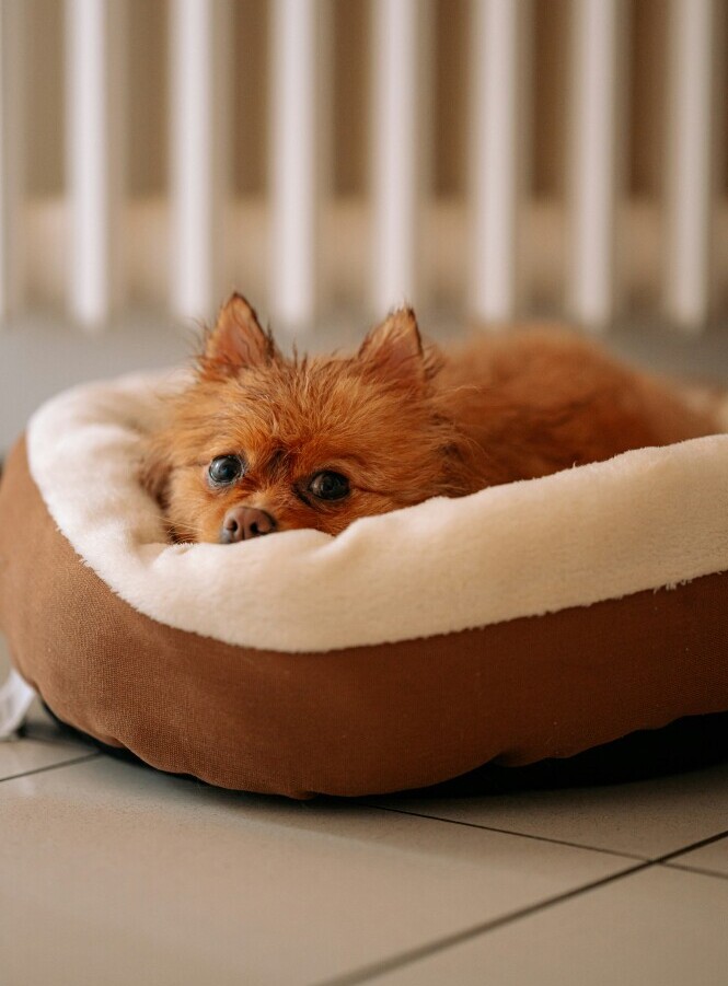 Dog