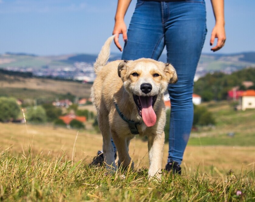 Dog