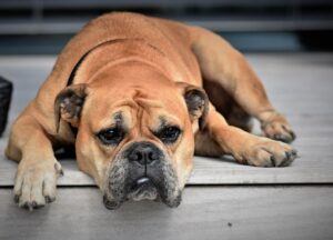 The Signs Of Arthritis In Dogs & How To Help