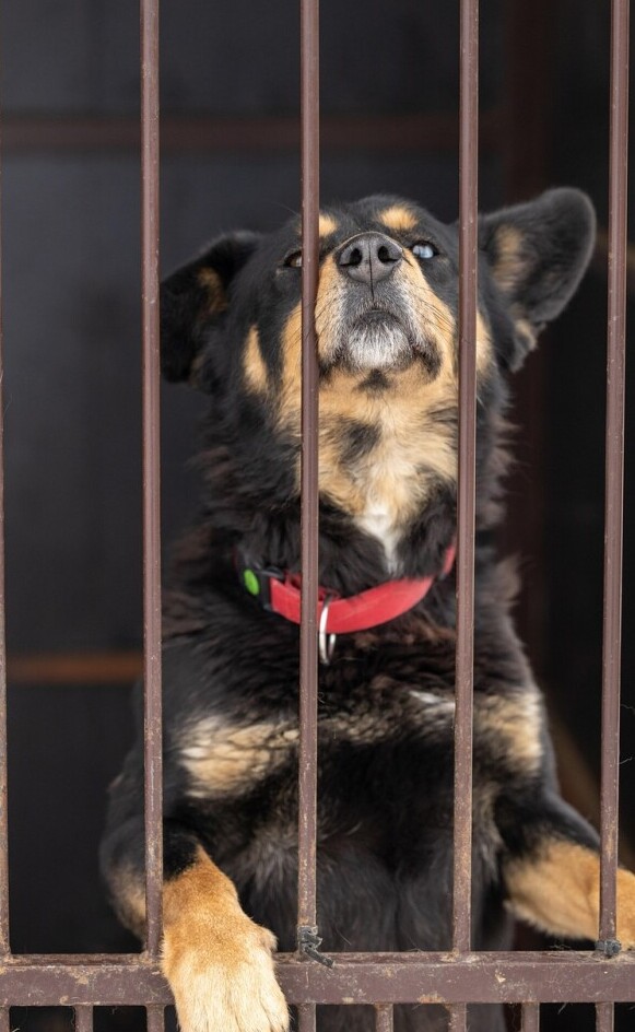Dog adoption 