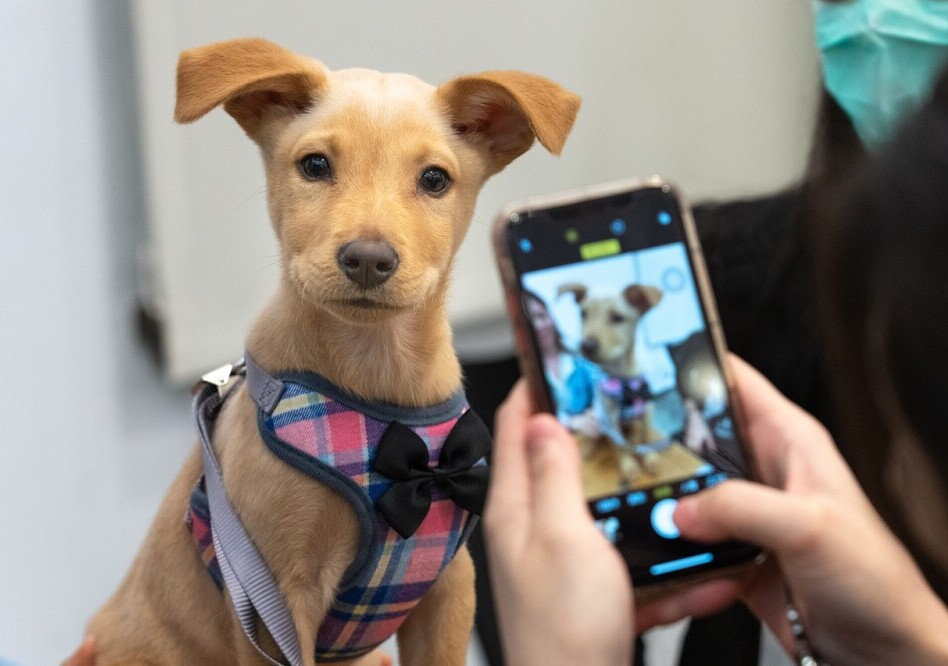 Dog adoption 