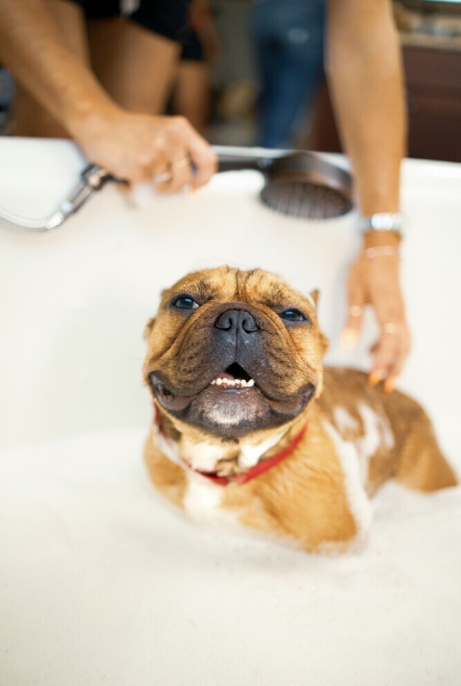 Dog bath