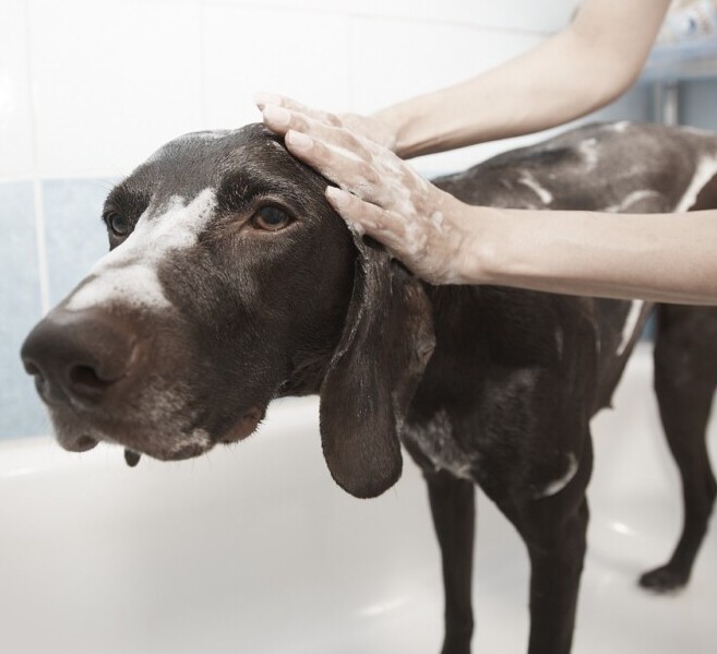 Dog bath