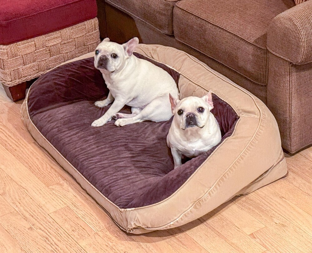 Dog bed