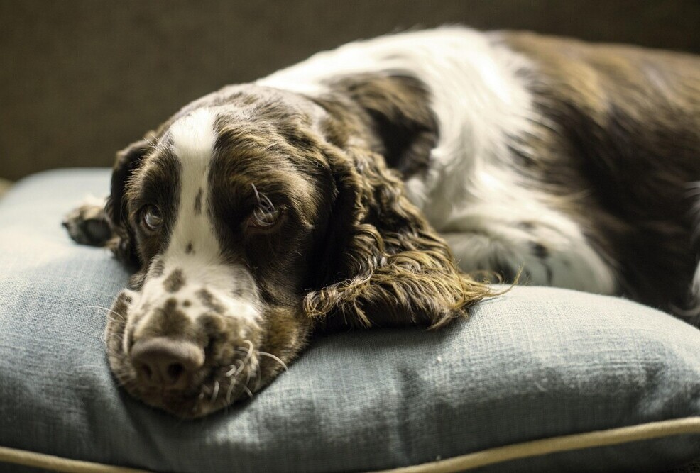 Dog bed