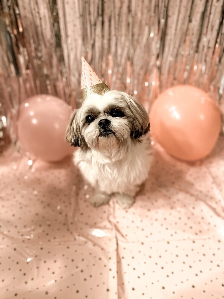 Dog birthday