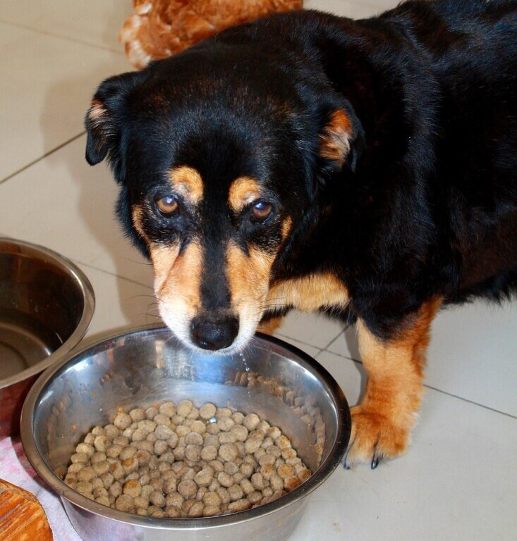 Dog bowl