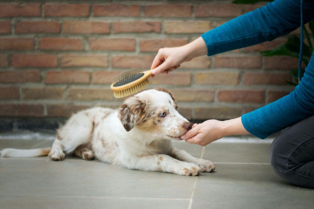 Dog brush