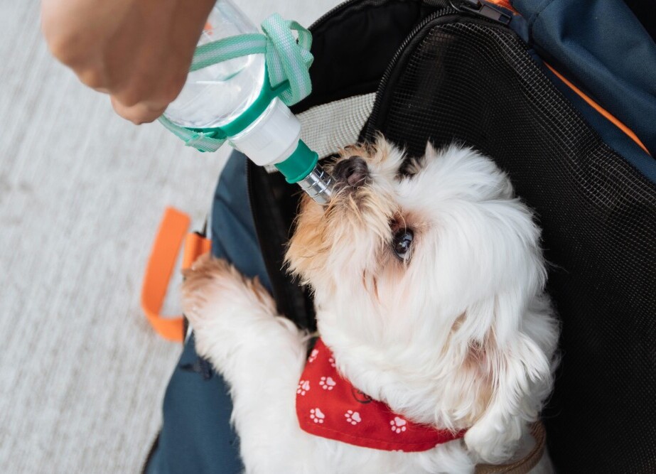 Dog drinking water