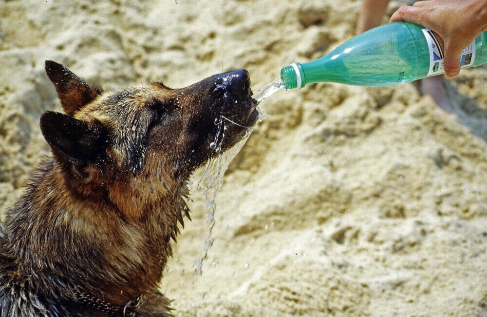 Dog drinking water