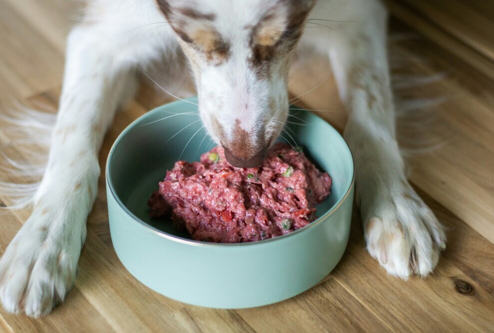 Dog eating