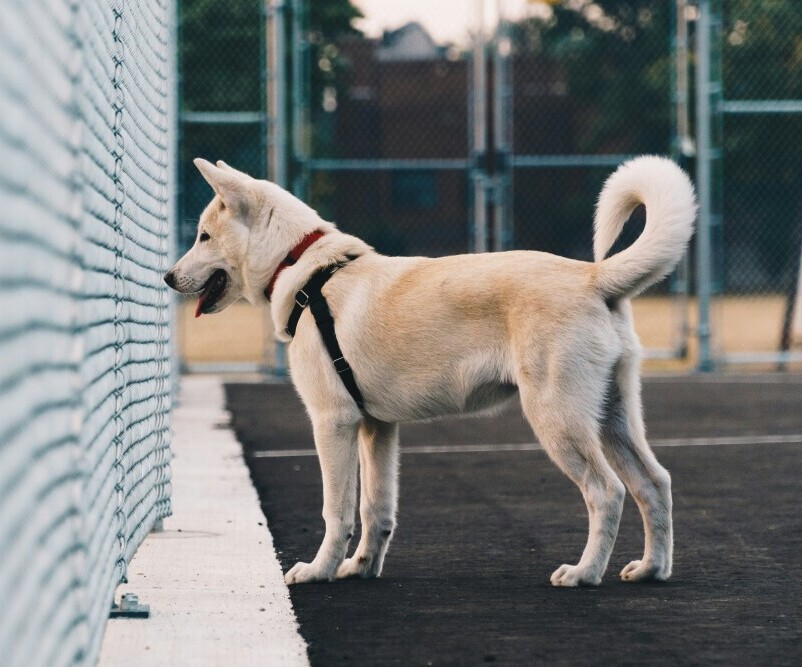 Dog fence