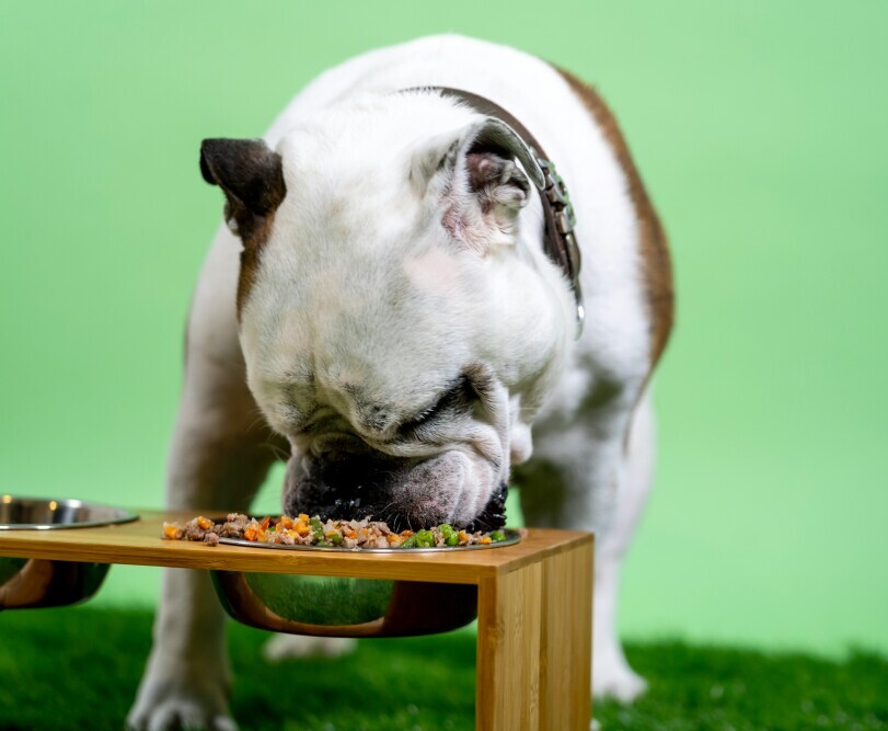 Dog food