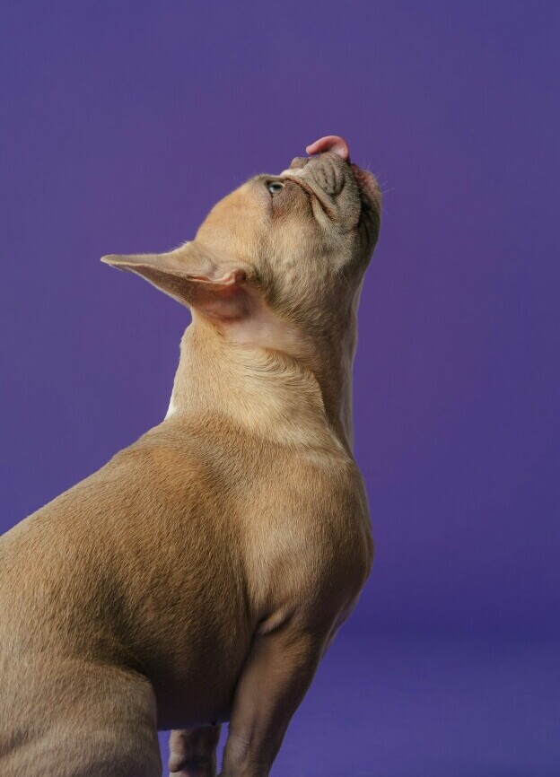 Dog food