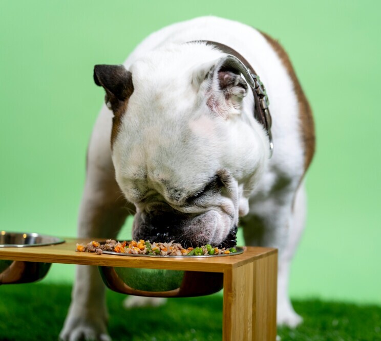Dog food