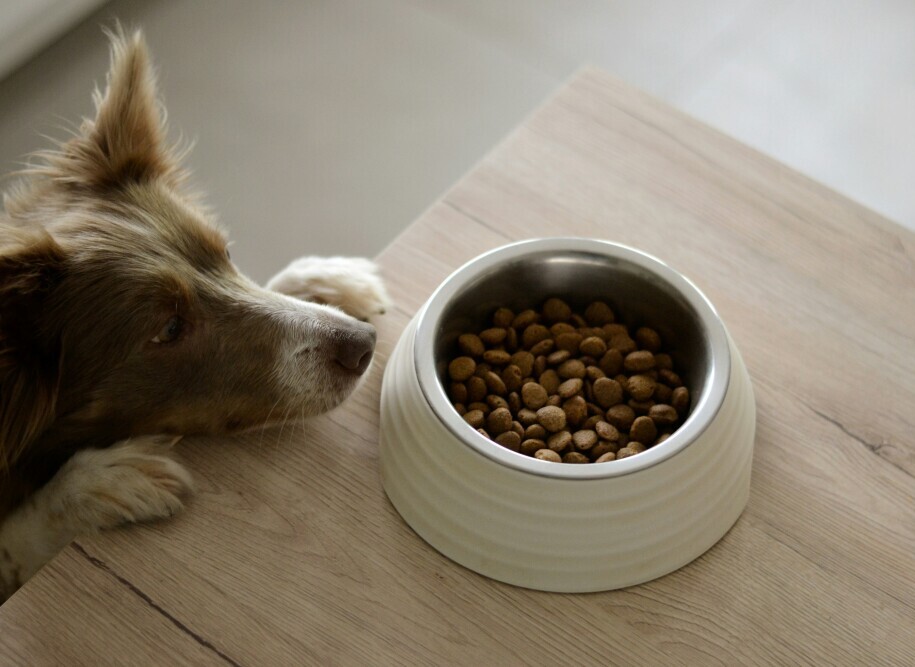 Dog food