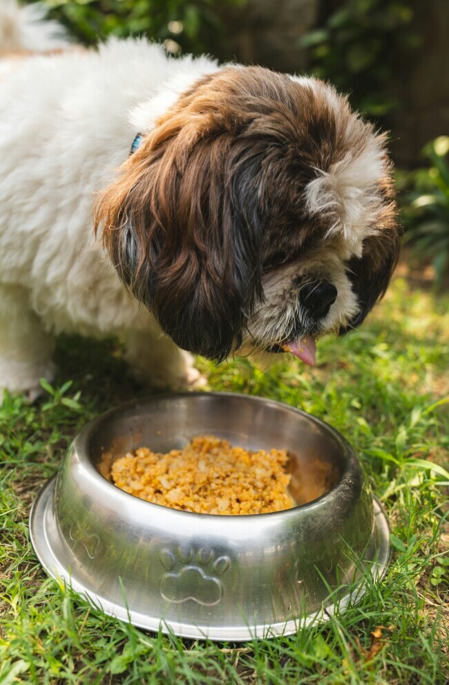 Dog food
