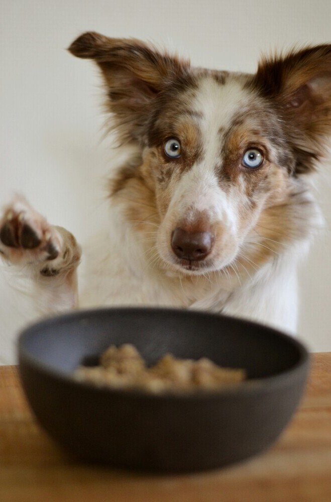 Dog food